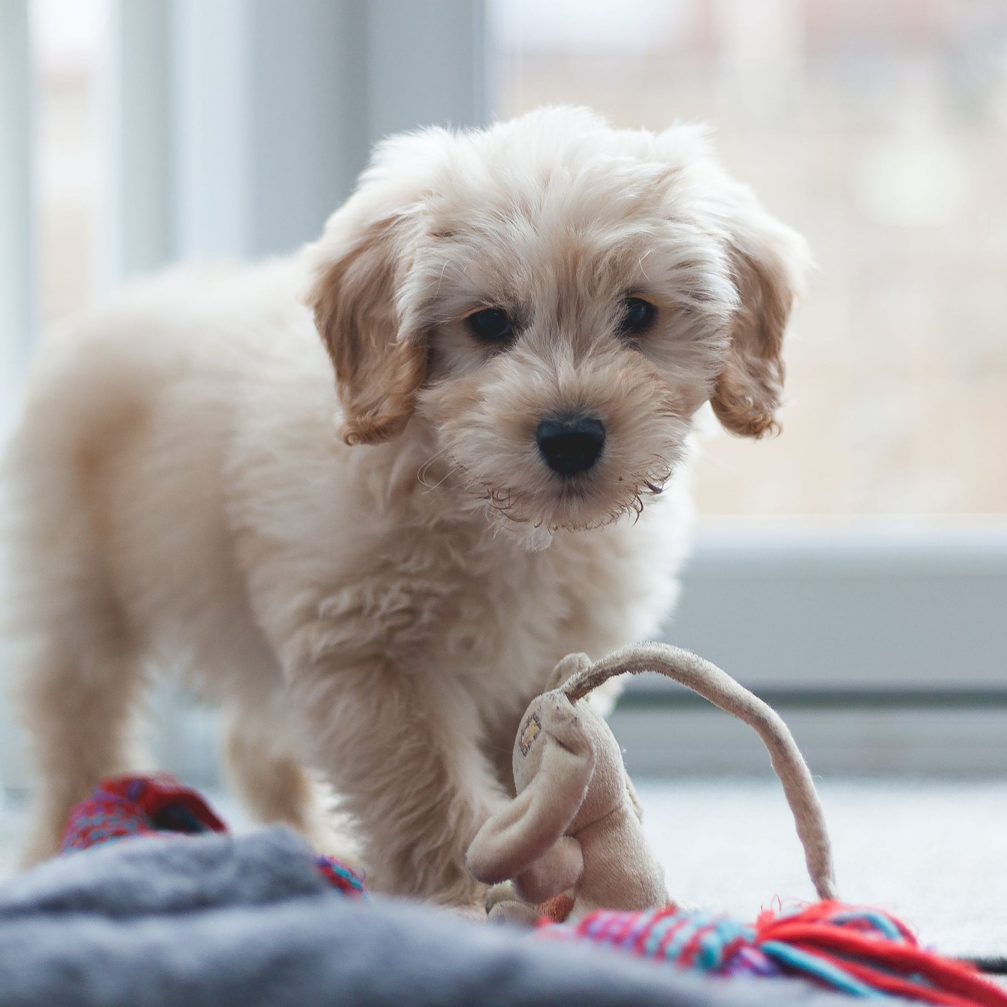 Honden