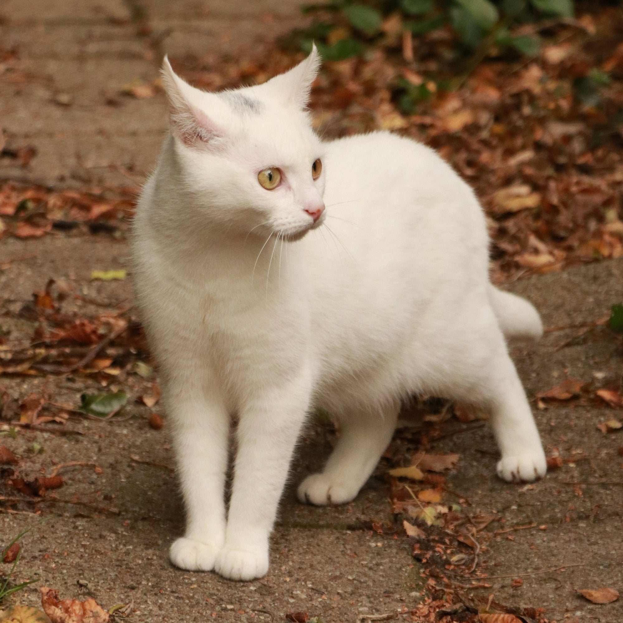 Katten